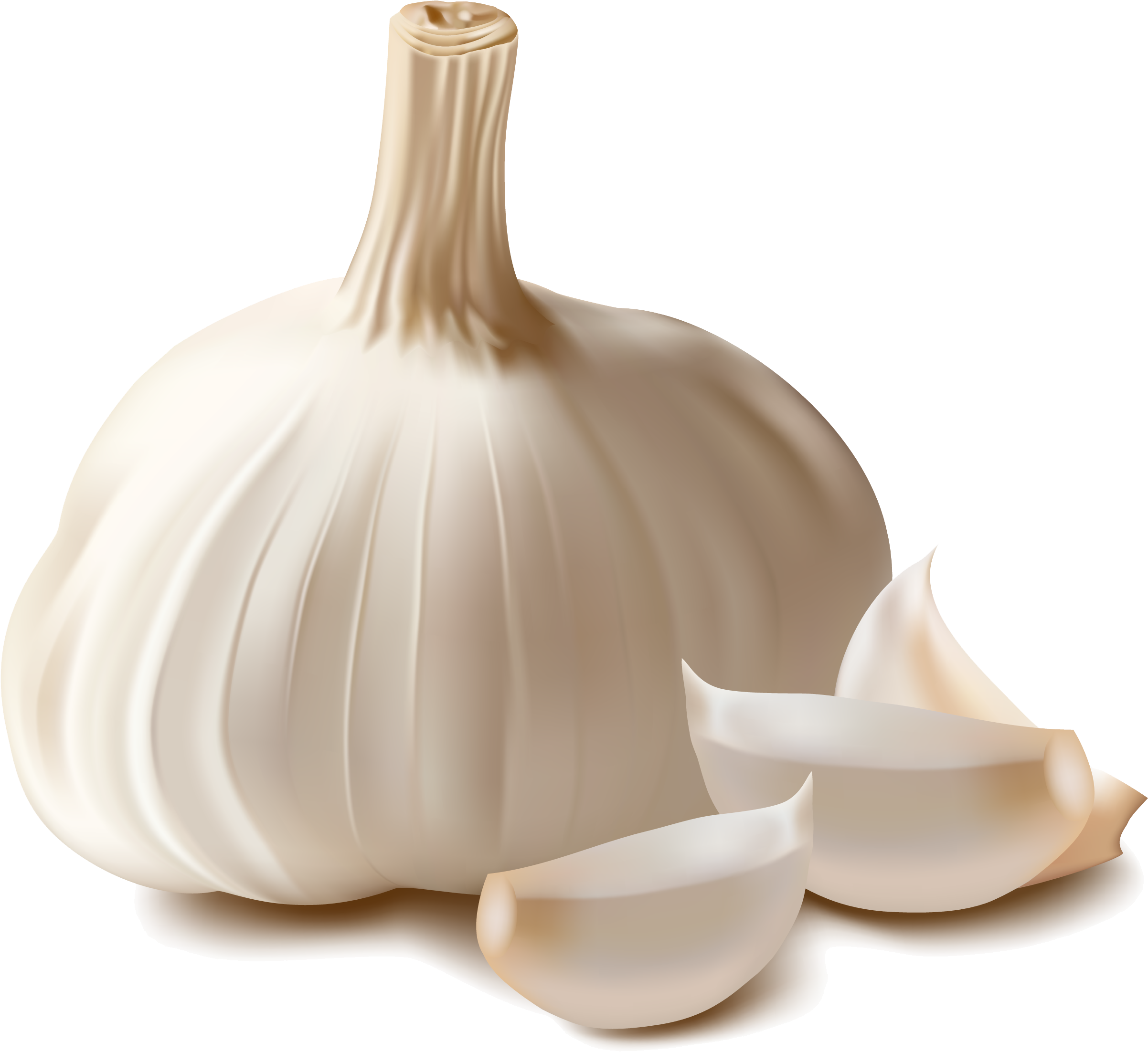 Garlic Png Clipart (3000x2551), Png Download