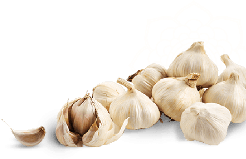 Free Png Download Garlic Image Png Images Background - Garlic Clipart (850x563), Png Download