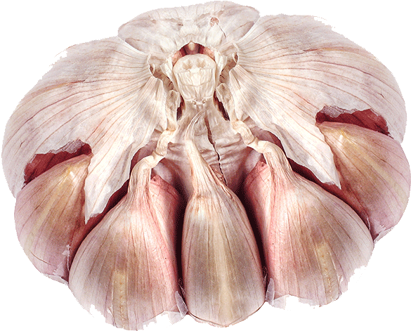 Garlic - Elephant Garlic Clipart (847x1000), Png Download