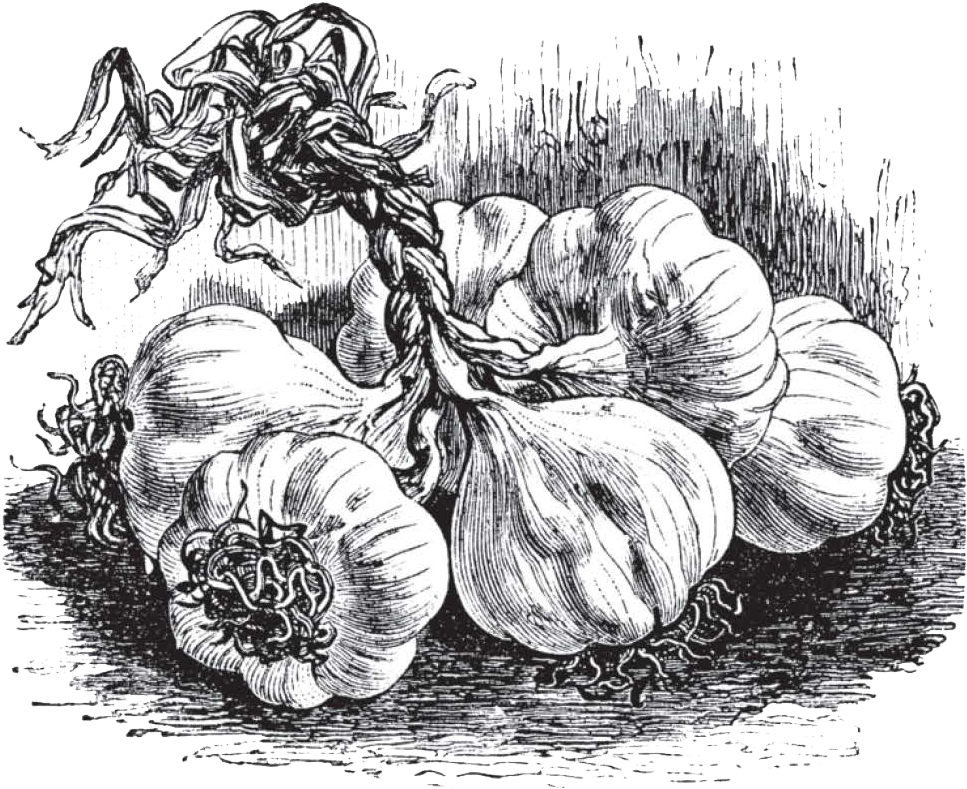 Garlic Clipart (1026x853), Png Download
