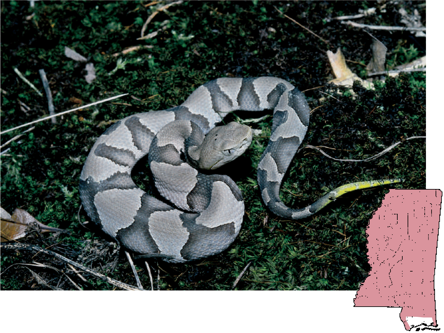 Copperhead - Northern Copperhead Clipart (1427x1073), Png Download