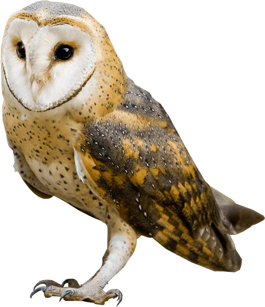 Barn Owl Png Clipart (584x621), Png Download