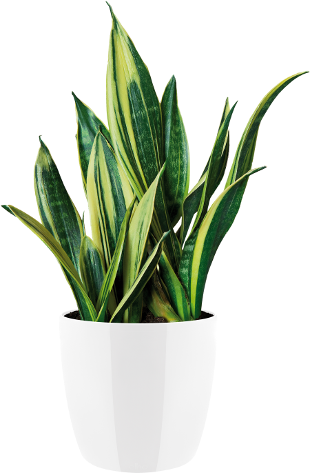 Indoor Plant Png Clipart (750x750), Png Download