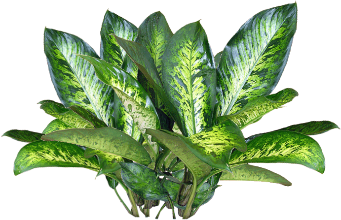 Jacey-searle Plant Texture - Png Image Of Plants Clipart (721x543), Png Download
