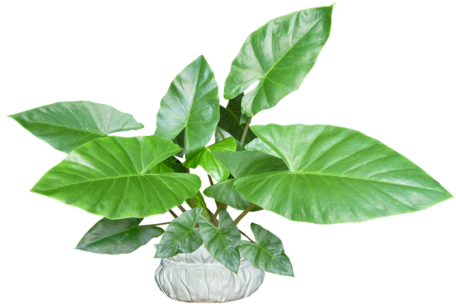 Leaves, Plant, Pot, Tropical, Houseplant - Flowerpot Clipart (960x675), Png Download