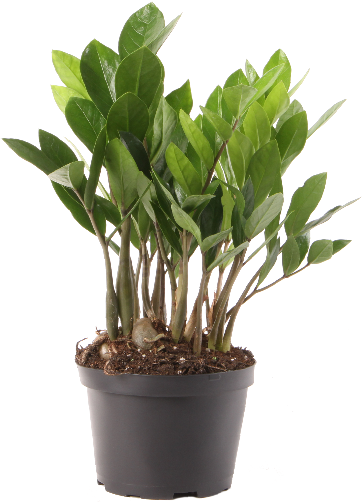 Delray Plants Zz Plant Easy Care Live House Plant, - Young Zamioculcas Clipart (1289x1770), Png Download
