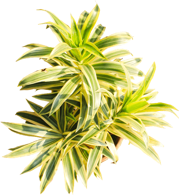 If You Like This Template And Want To Use Them, Please - Houseplant Clipart (600x720), Png Download