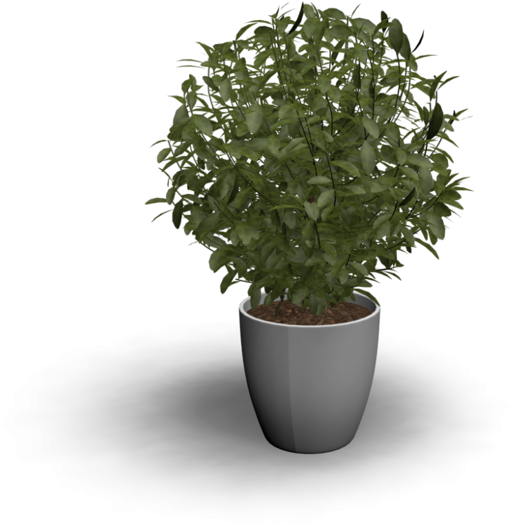 Indoor Plant - Sageretia Theezans Clipart (1000x1000), Png Download