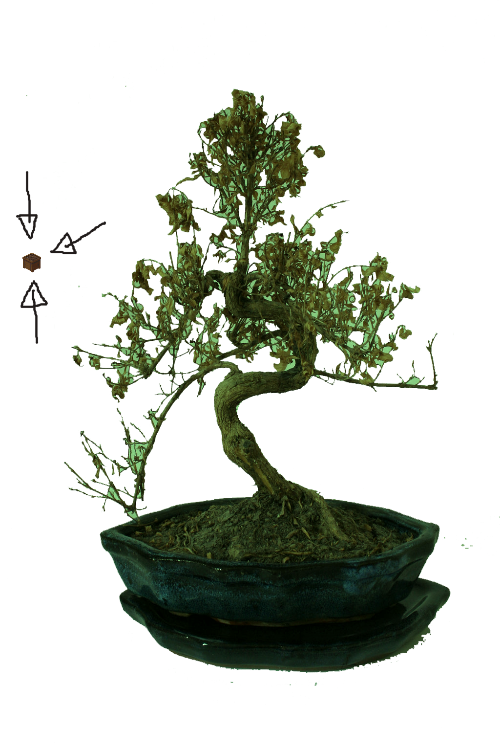 2q010mr - Sageretia Theezans Clipart (1024x1536), Png Download