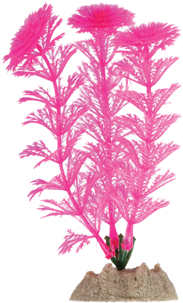 Aquarium Plant Png Clipart (600x600), Png Download