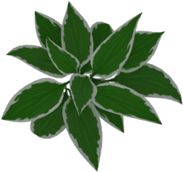 Free Png Download Plant Png Images Background Png Images - Illustration Clipart (850x608), Png Download