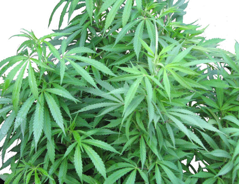 Weed Plant Png - Medical Marijuana Clipart (779x600), Png Download