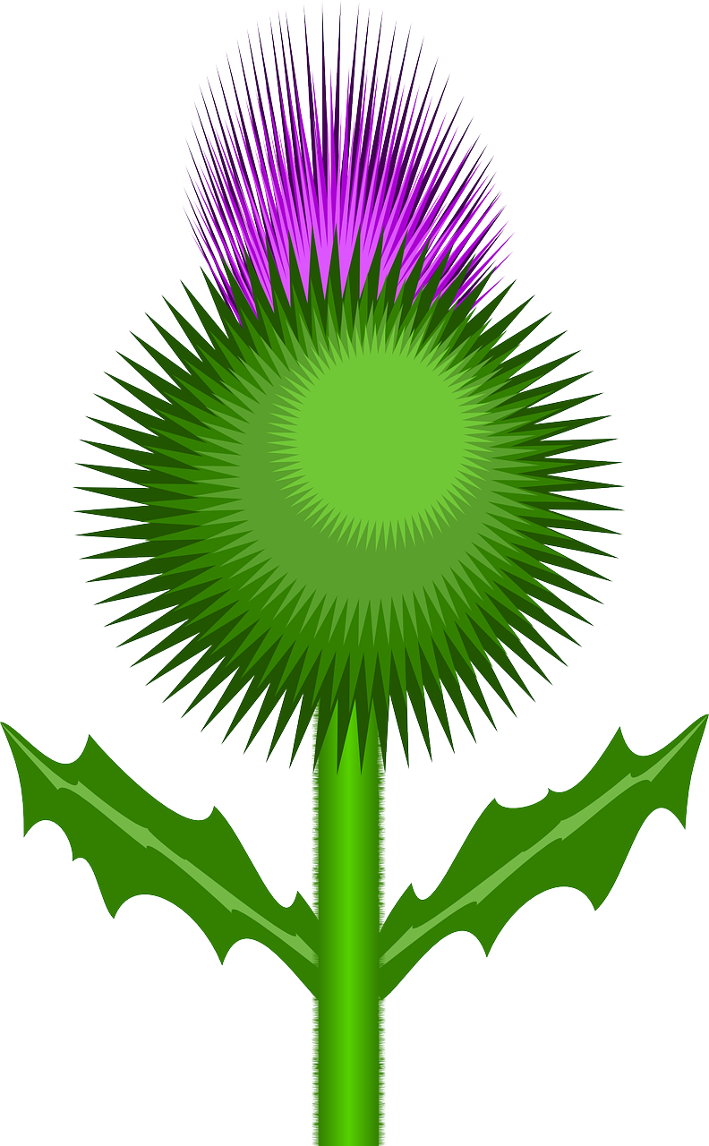 Vector - Scottish Thistle Cartoon Clipart (792x1280), Png Download