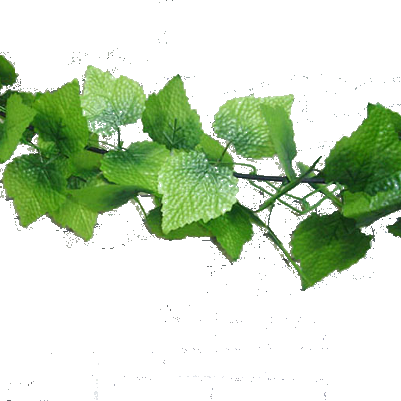 Su Shi Rattan Wall Hanging Fake Flower Vine Decorative - Vine Clipart (800x800), Png Download