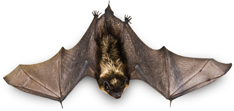 Real Bat Png Image Background - Bat Animal Png Clipart (847x429), Png Download