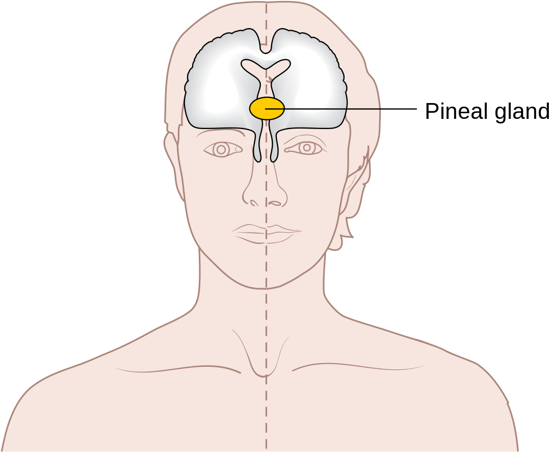 Pineal Gland Location Forehead Clipart (1217x1024), Png Download