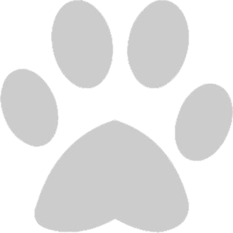 800 X 800 2 - Grey Dog Paw Png Clipart (800x800), Png Download