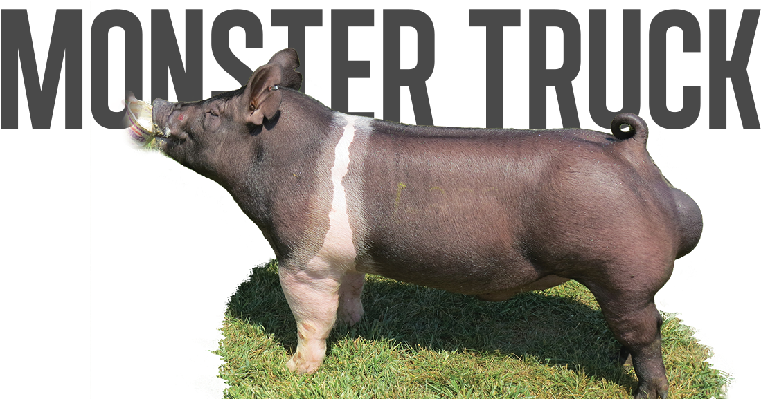 Monster Pipe X Big Stick - Domestic Pig Clipart (1131x576), Png Download