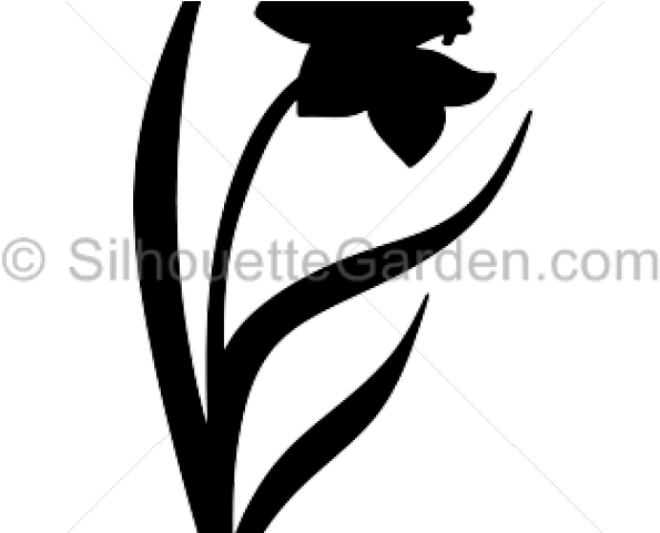 Daffodils Silhouette Clipart (640x480), Png Download