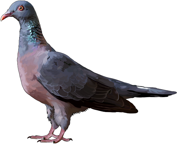 Paloma En Png - Animals Of Garajonay Clipart (700x495), Png Download