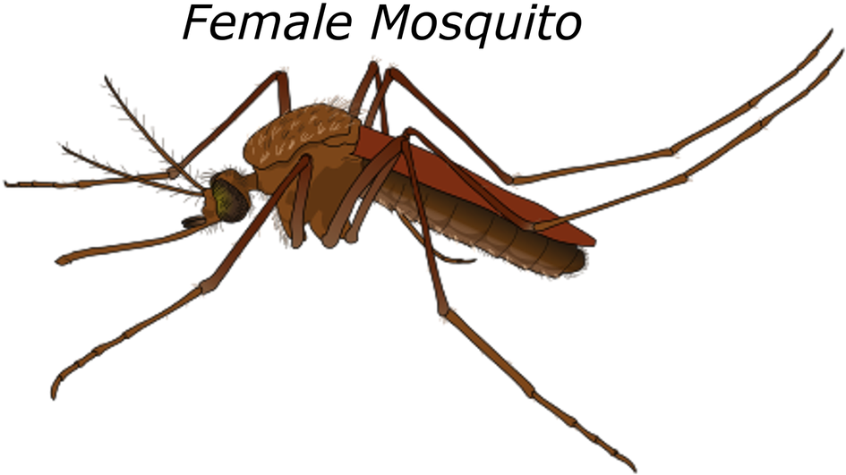 Female Mosquito Malaria Bug Pest Wildlife - Culex Mosquito Male And Female Clipart (960x584), Png Download