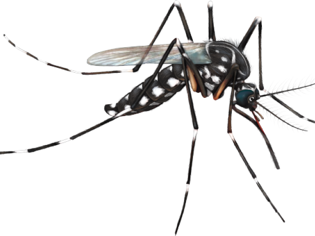 Goias Contra O Aedes Clipart (640x480), Png Download