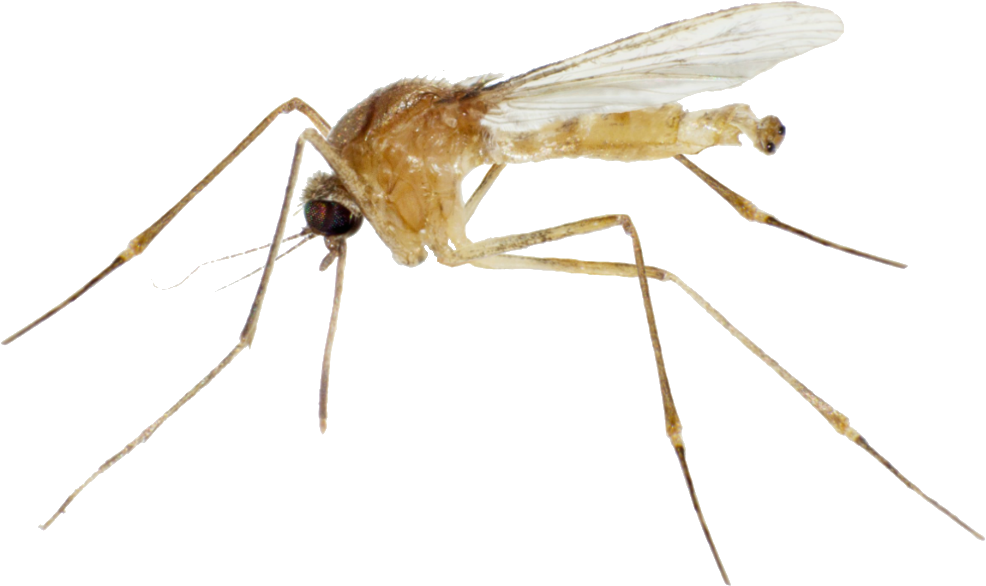 Flying Mosquitoes Png - White Mosquitos Clipart (1500x605), Png Download