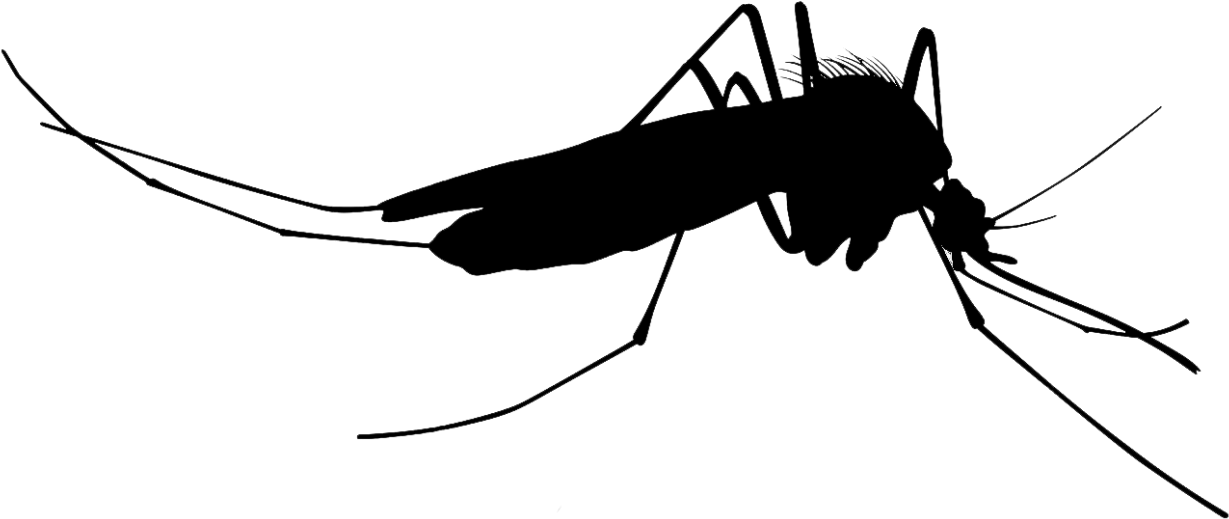 Mosquito Silhouettes - Mosquito Vector Clipart (1253x573), Png Download