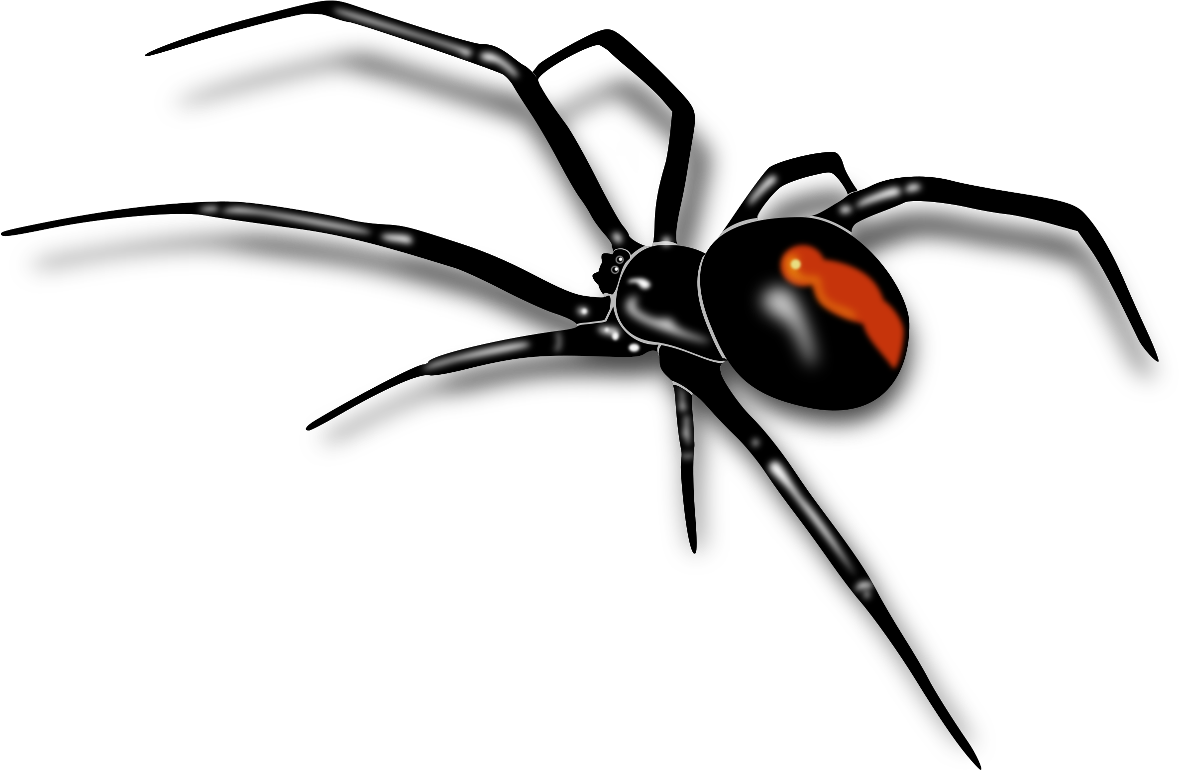 Mosquito Clipart Spider Insect - Red Back Spider Drawing - Png Download (2400x1569), Png Download