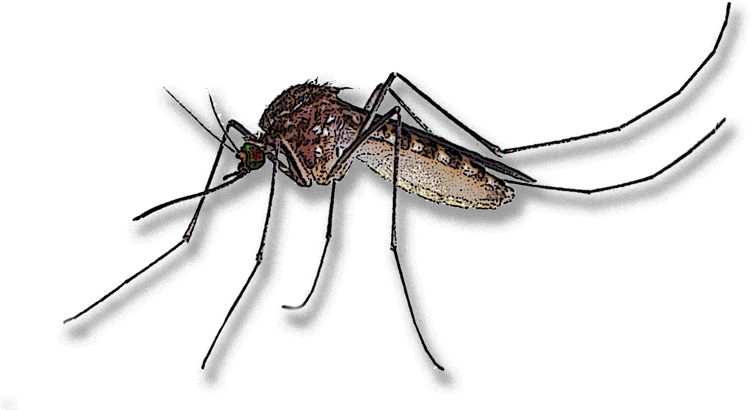 Mosquito Clipart Leptospirosis - Mosquito - Png Download (1510x868), Png Download