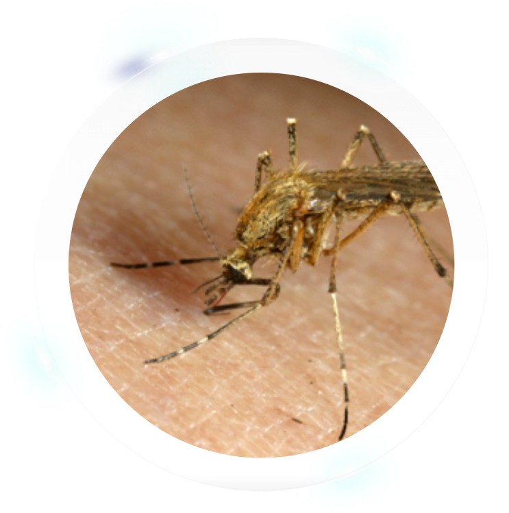 Fumigation Services - Mosquito Clipart (800x752), Png Download