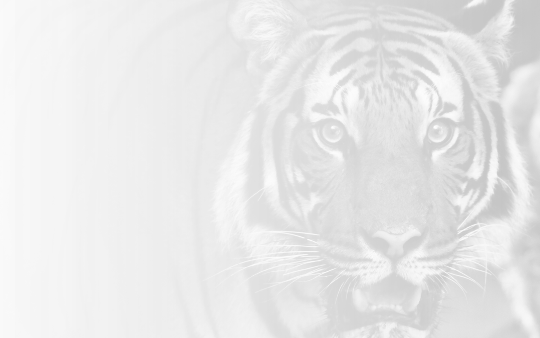 Current Hope High School Online Students Mascot - Bengal Tiger Clipart (1100x689), Png Download