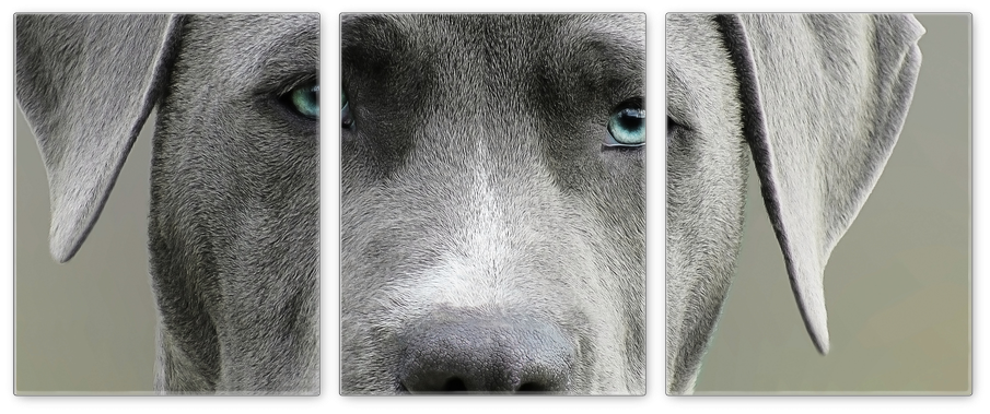 Dog Face Canvas - Labrador Retriever Clipart (1024x1024), Png Download