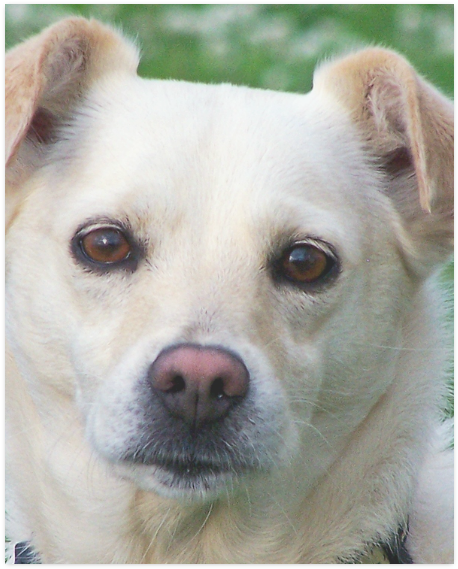 Companion Dog Clipart (800x800), Png Download