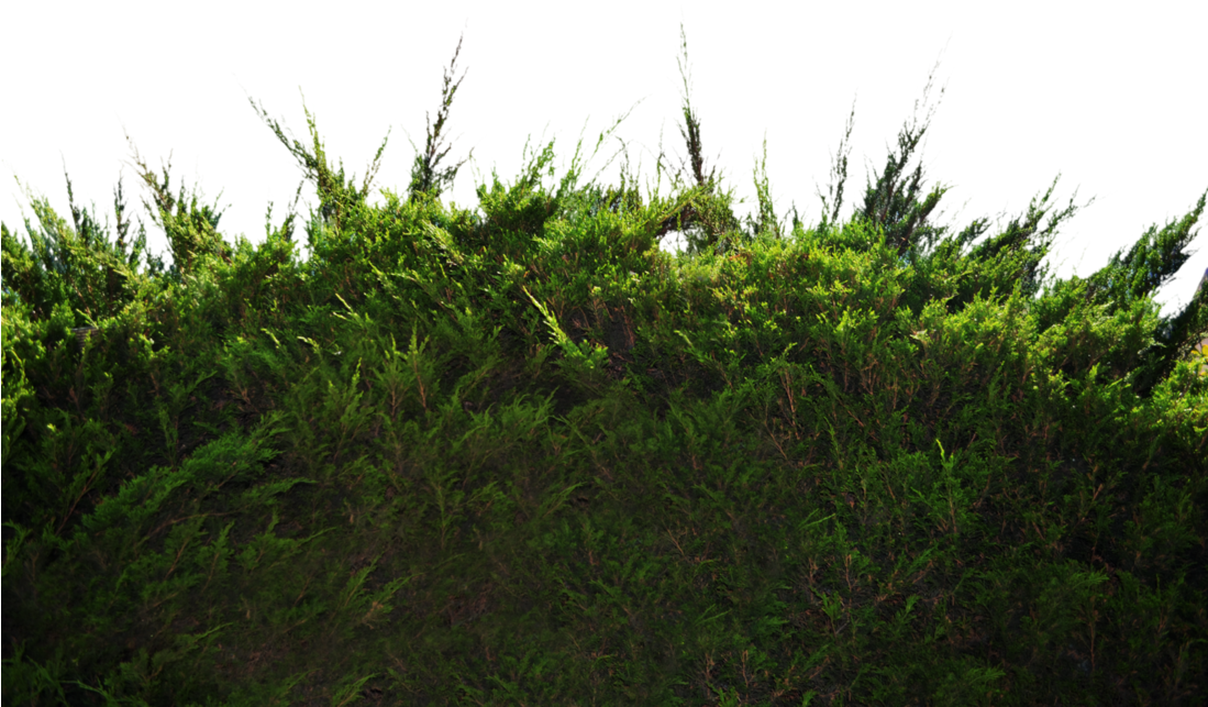 Ground Png Photo - Grass And Bushes Png Clipart (1098x727), Png Download