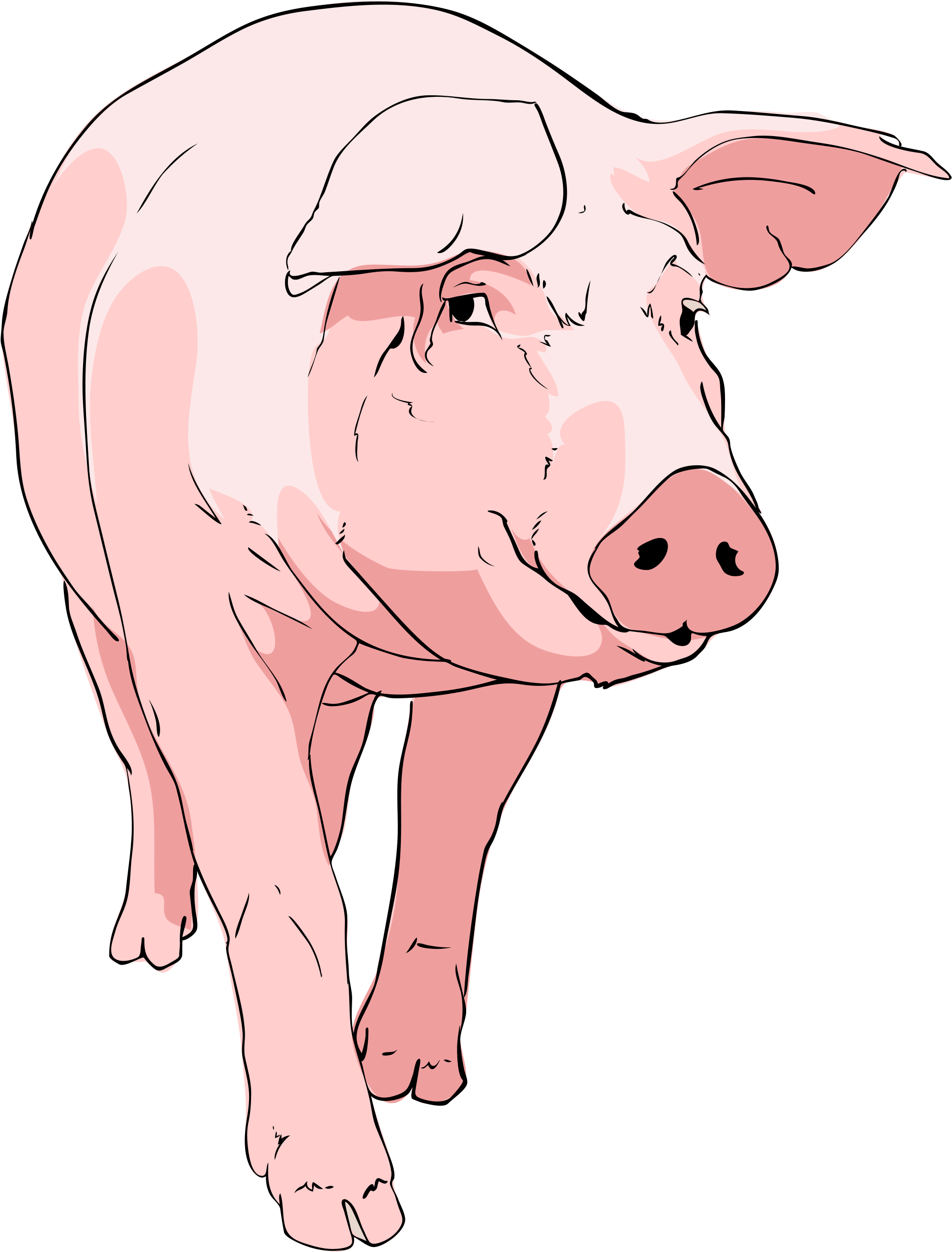Farm - Boar Pig Clipart - Png Download (2000x2630), Png Download