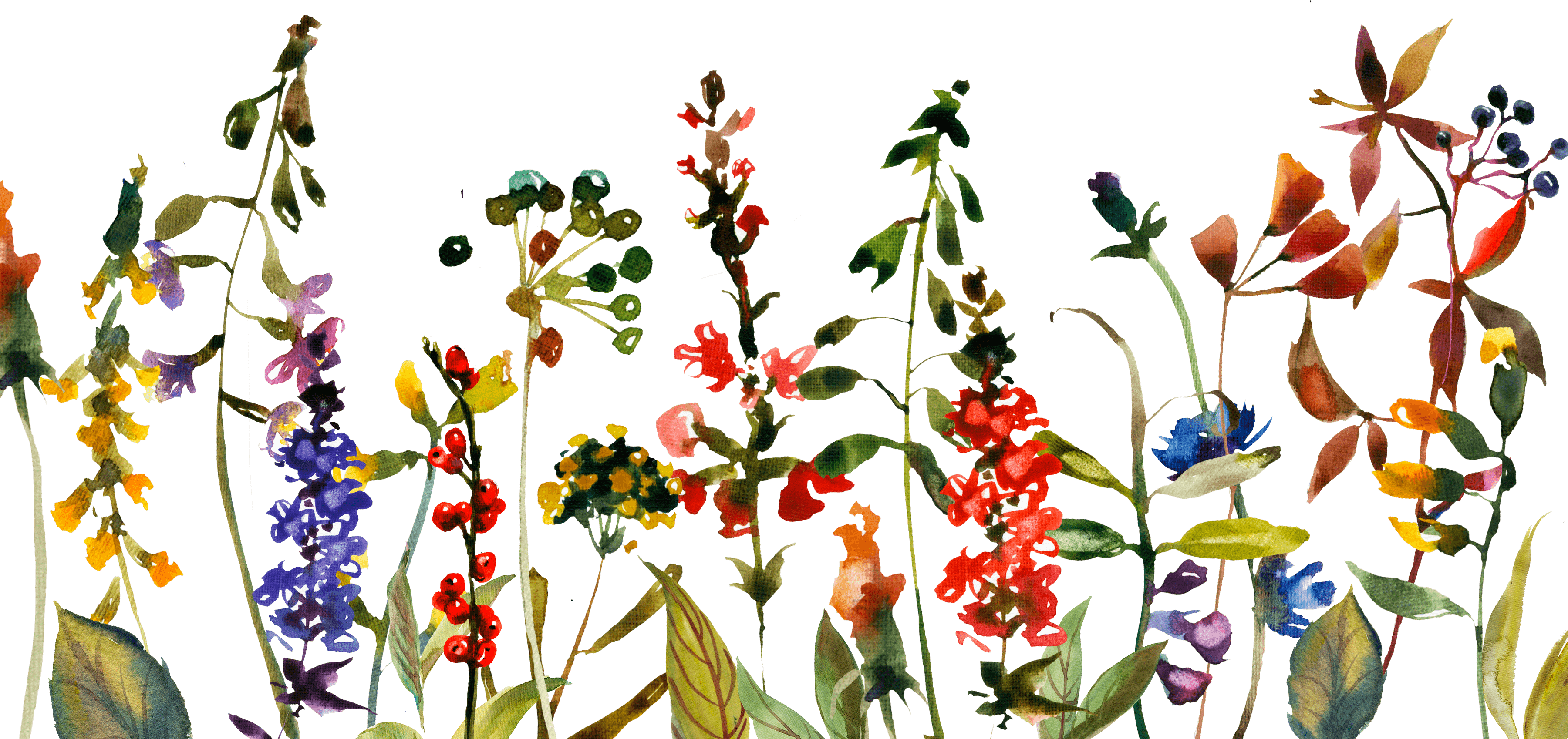 Boarder - Lily Family Clipart (3600x3600), Png Download