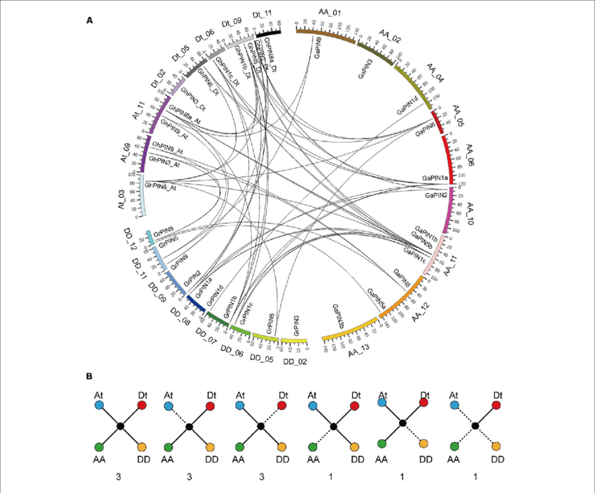 Chromosomal Distribution And Evolutionary Analysis - Circle Clipart (850x705), Png Download