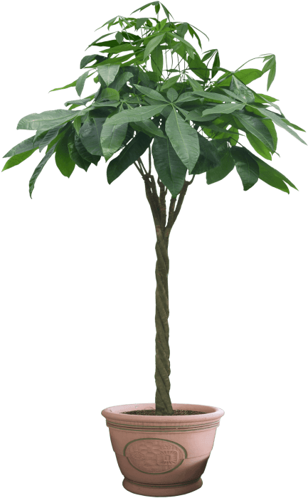 Free Png Download Plant Png Images Background Png Images - Plant Cut Out Png Clipart (480x749), Png Download