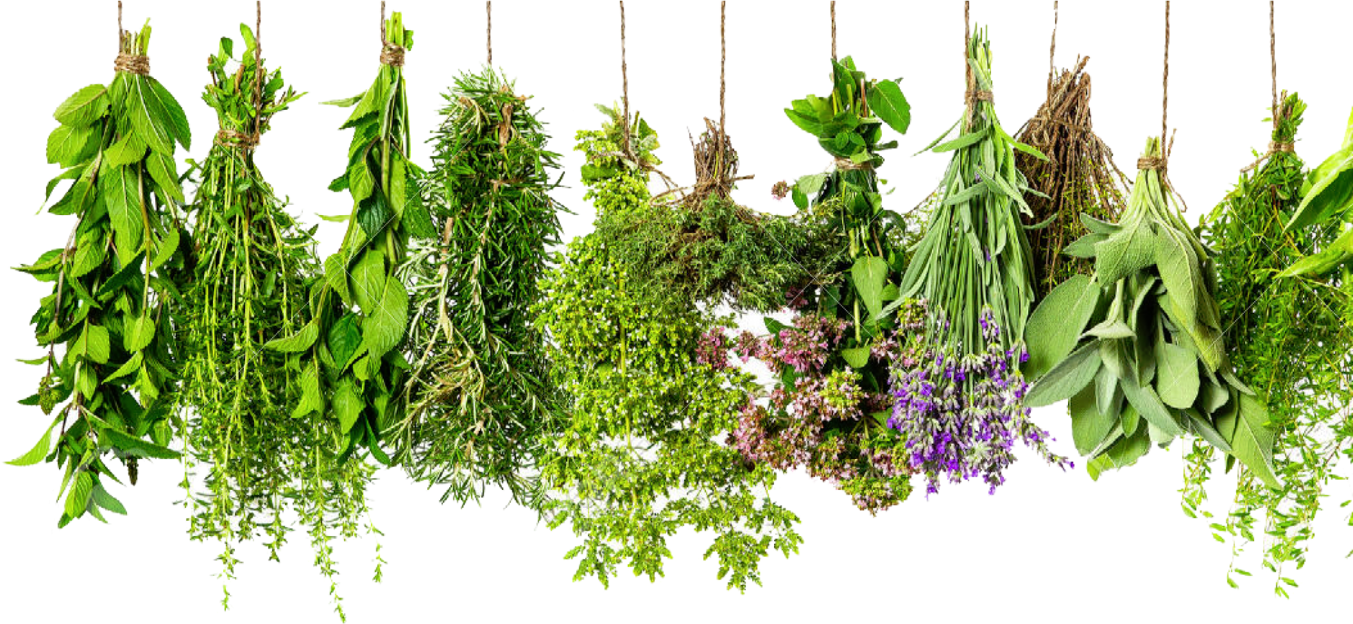 Cropped Hanging Herbs - Poster Kräuter Clipart (2000x908), Png Download