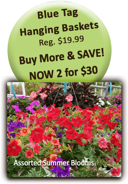 Blue Tag Hanging Baskets - Health And Wellness Clipart (504x720), Png Download