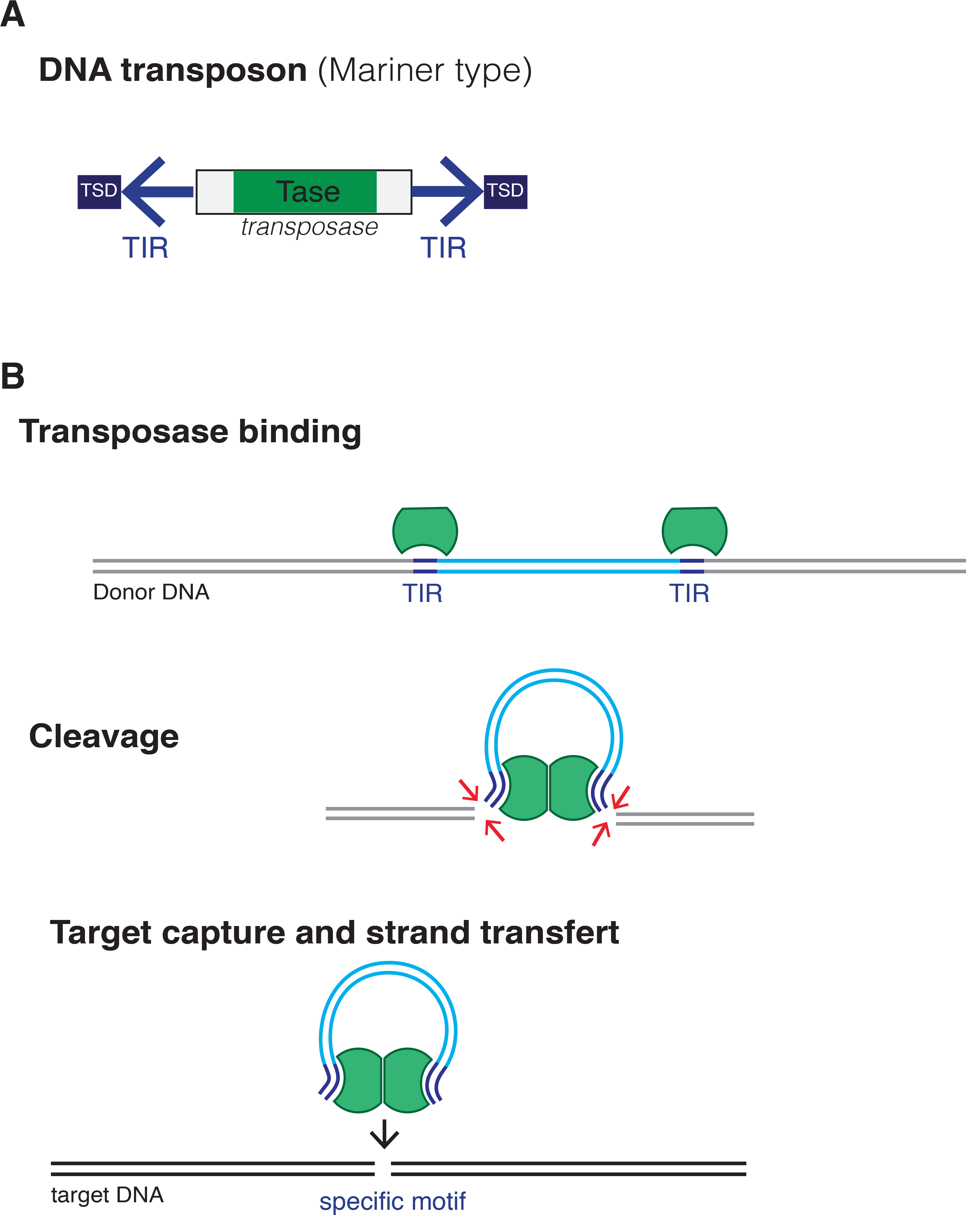 Dna Transposon - Dna Transposons Clipart (3413x4313), Png Download