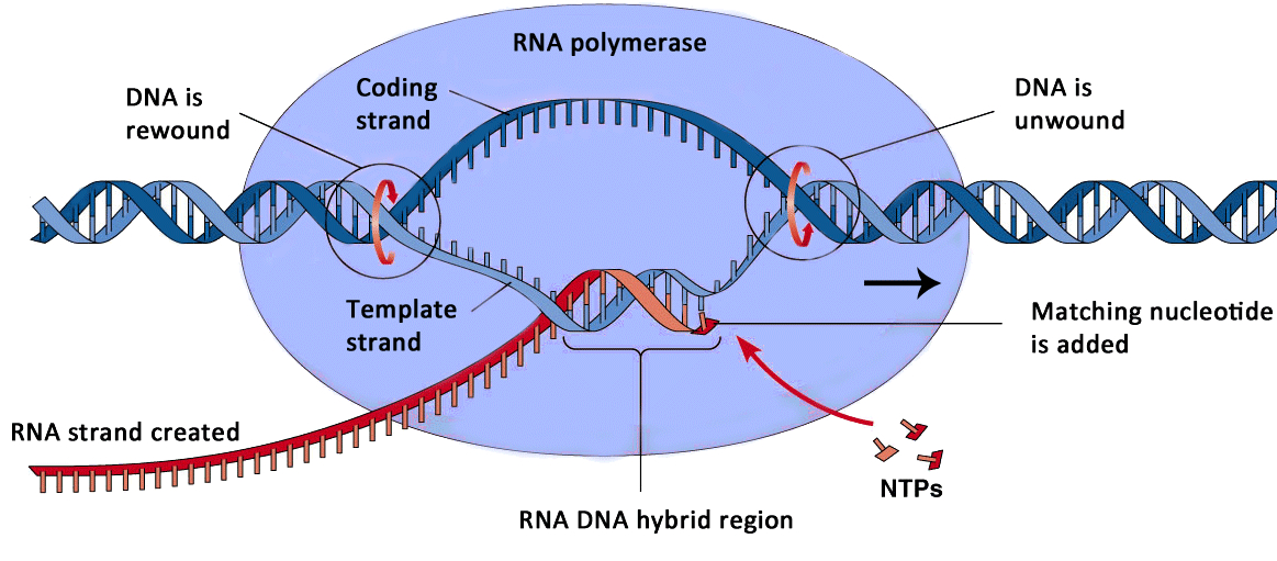 Transcription Of Dna Diagram Clipart (1188x541), Png Download