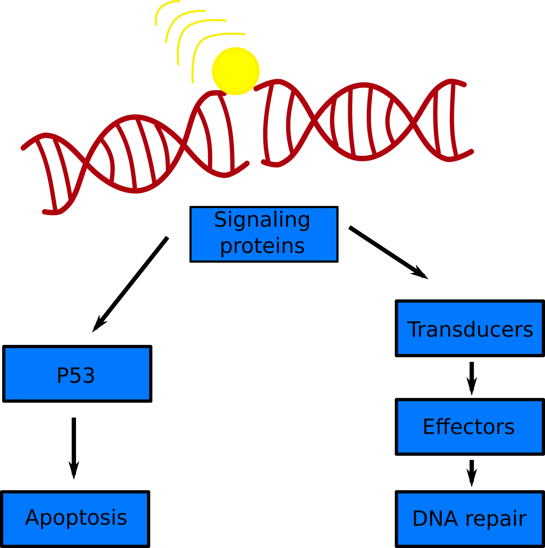 A Simple Schematic Of The Dna Damage Response To A - Stock Illustration Clipart (2251x2262), Png Download