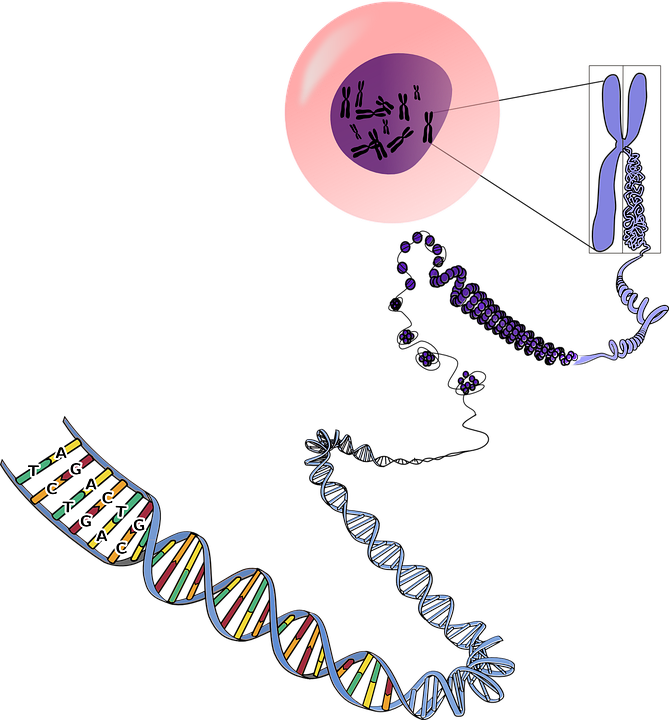 Genetics Png - Many Chromosomes Do Humans Have Clipart (669x720), Png Download