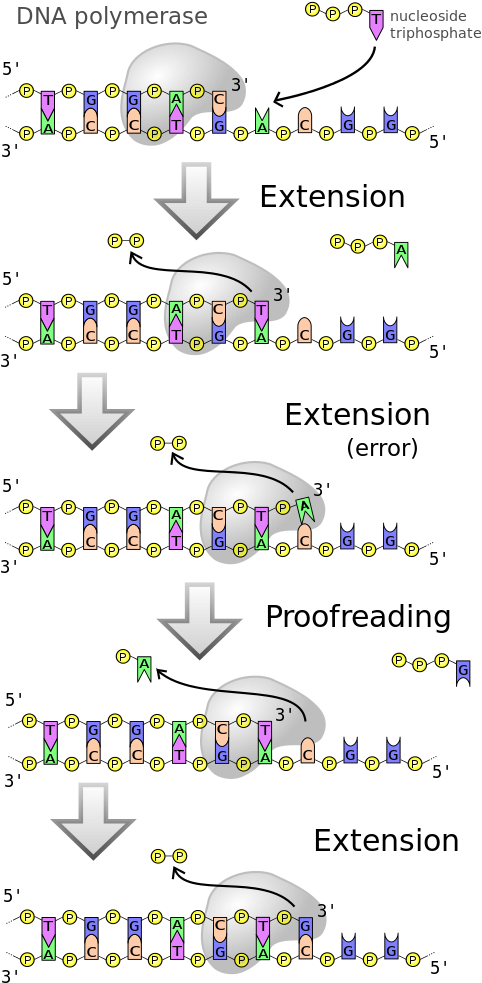 Dna Polymerases Are A Family Of Enzymes That Carry - Proofreading By Dna Polymerase Clipart (500x1000), Png Download