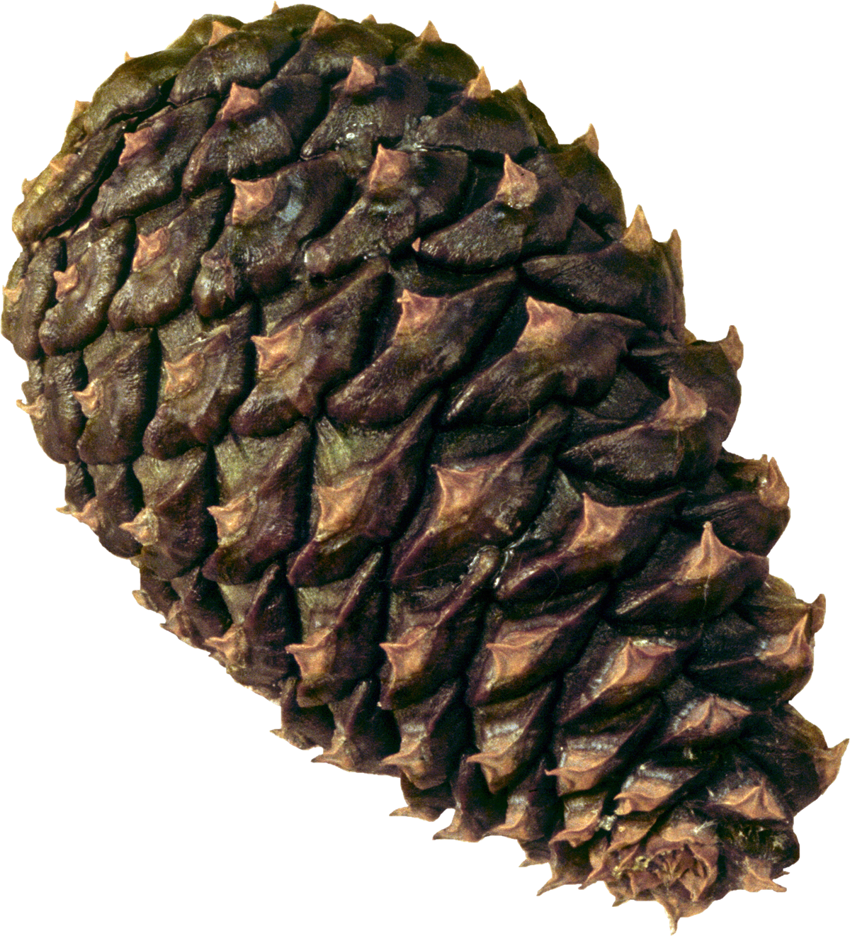 Сосновые Шишки Png Clipart (1200x1321), Png Download