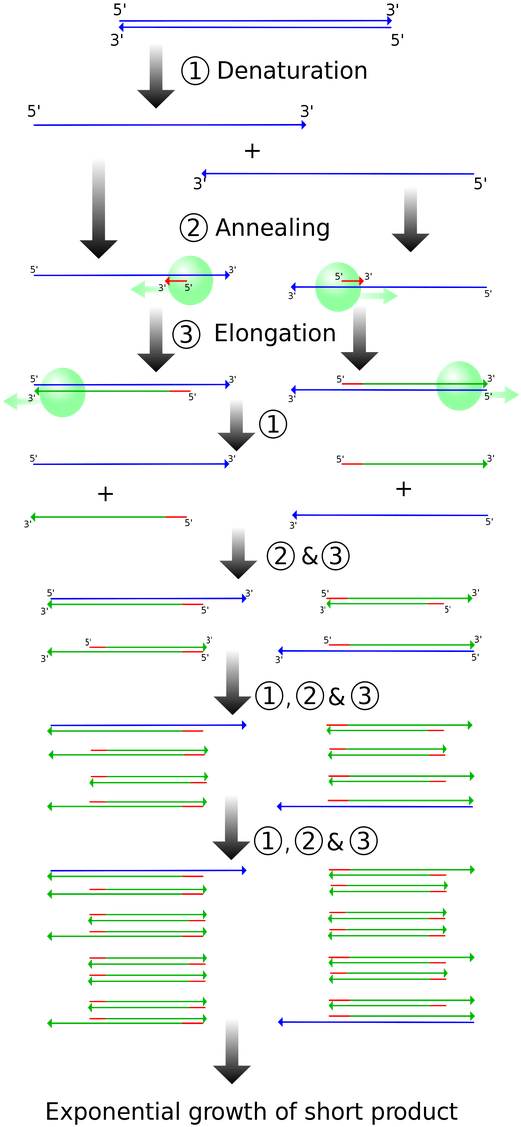 Schematic Drawing Of The Pcr Cycle - Polymerase Chain Reaction Elongation Clipart (530x1192), Png Download