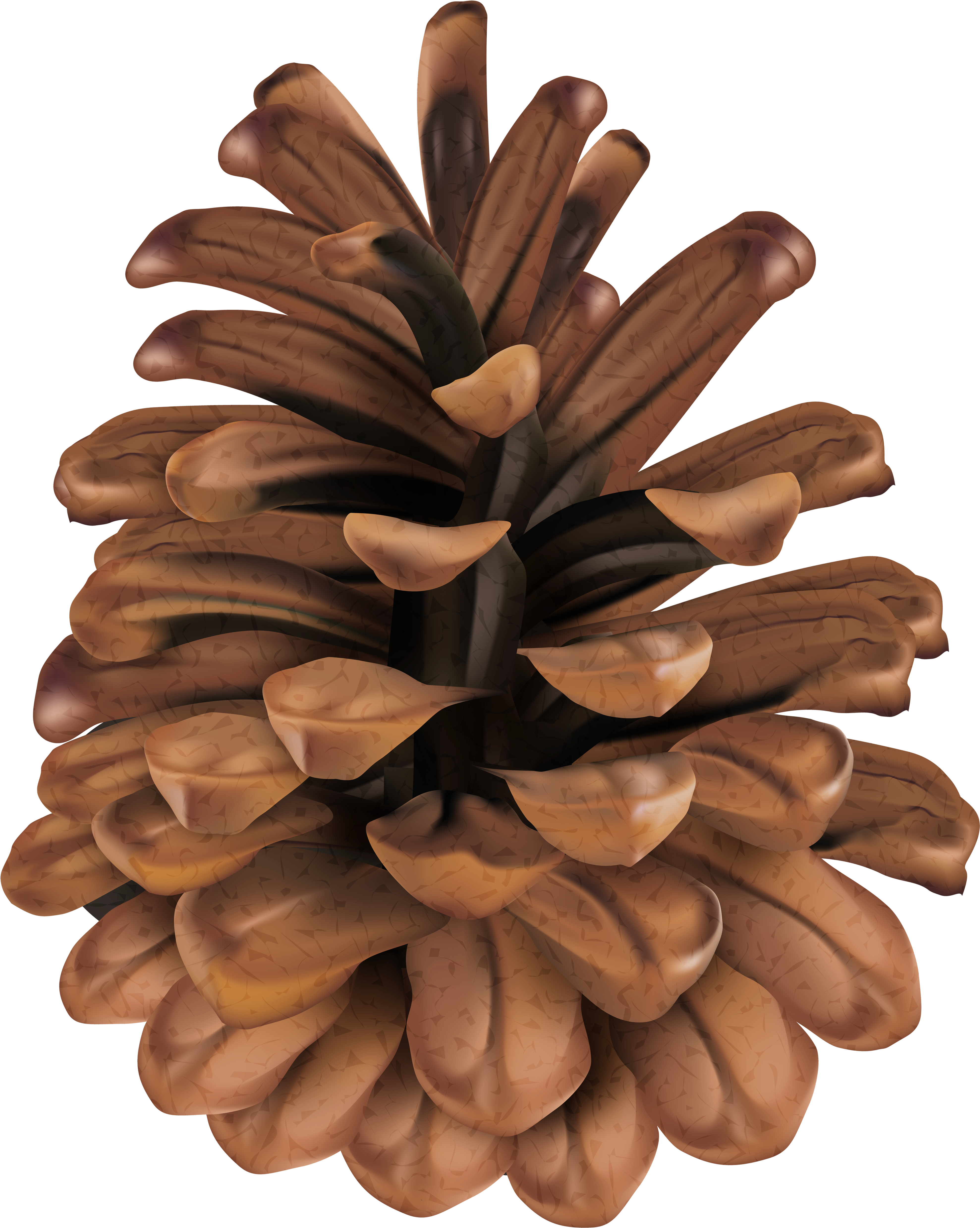 Mexican Pinyon Clipart (4000x5000), Png Download