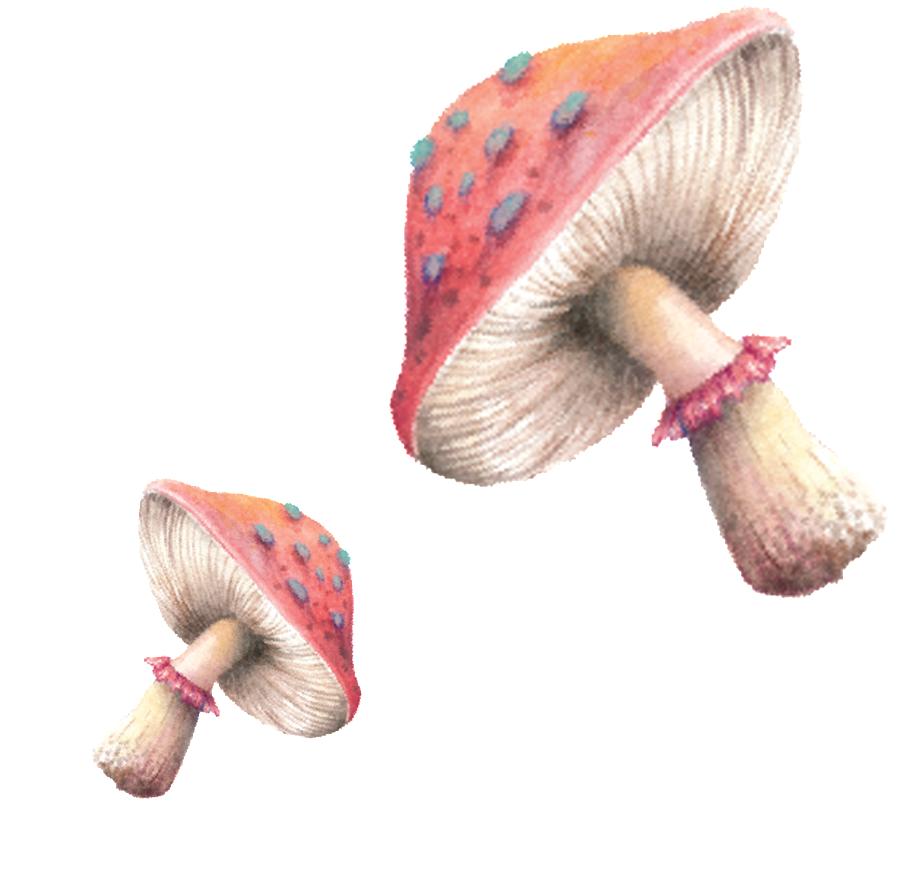 Hand Painted Mushrooms Clipart (1024x1024), Png Download